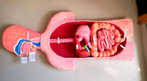 Maqueta del Aparato Digestivo